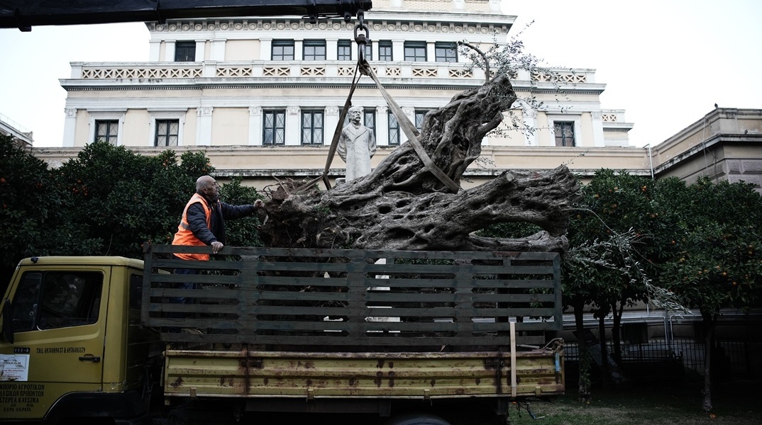 Ελιά 700 ετών φυτεύτηκε μπροστά από την Παλαιά Βουλή