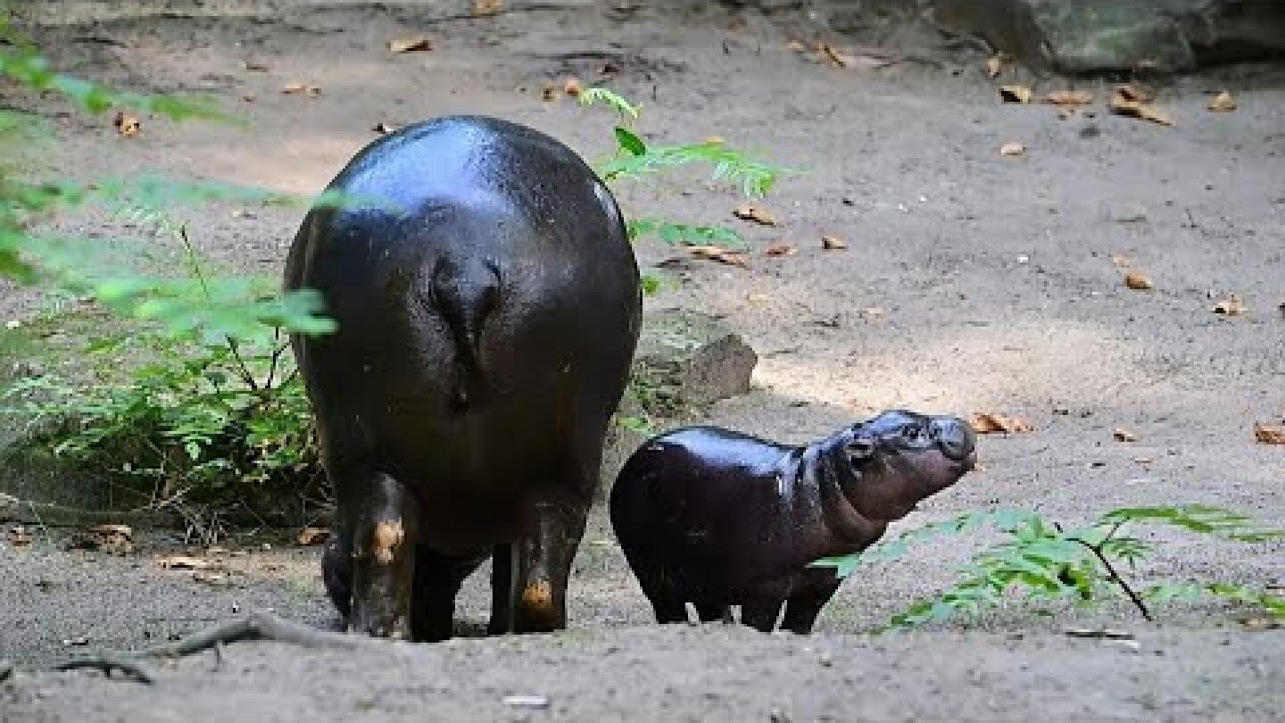 Baby pygmy hippo makes public debut in Berlin | AFP