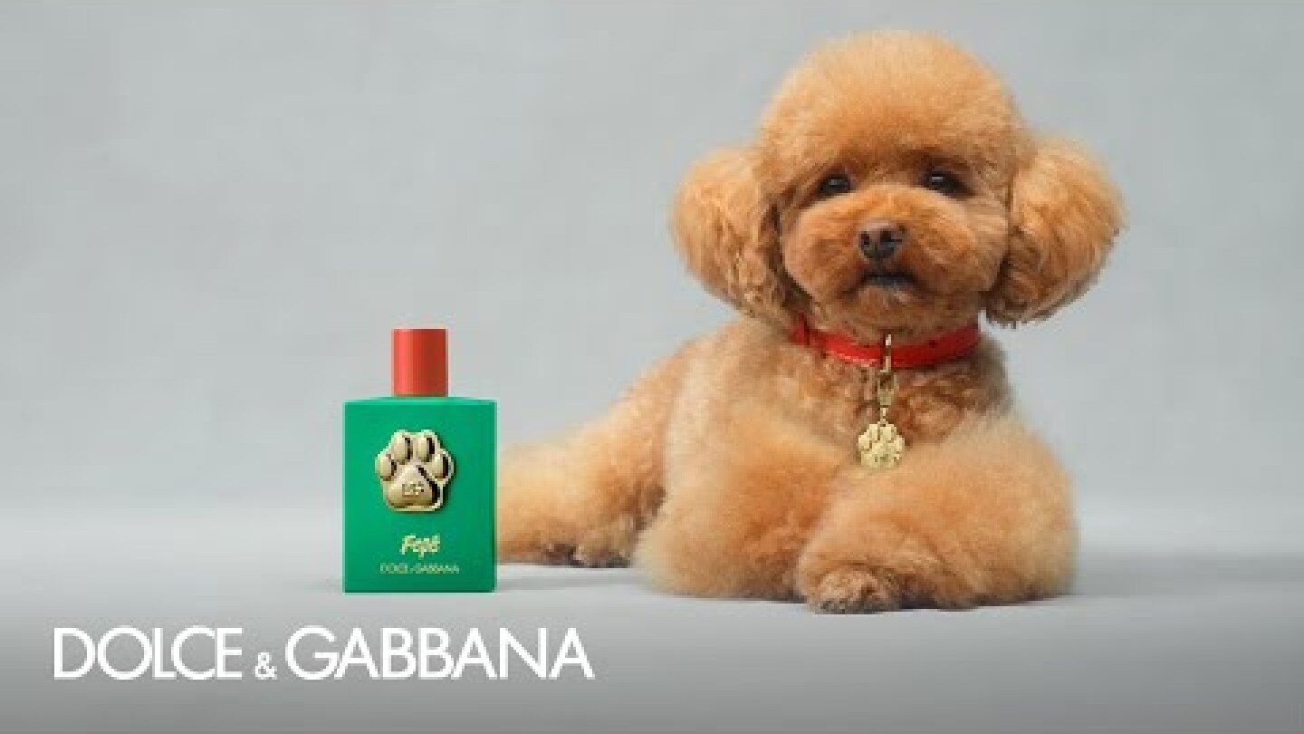 #DGFefé: the fragrance mist for dogs by #DolceGabbana