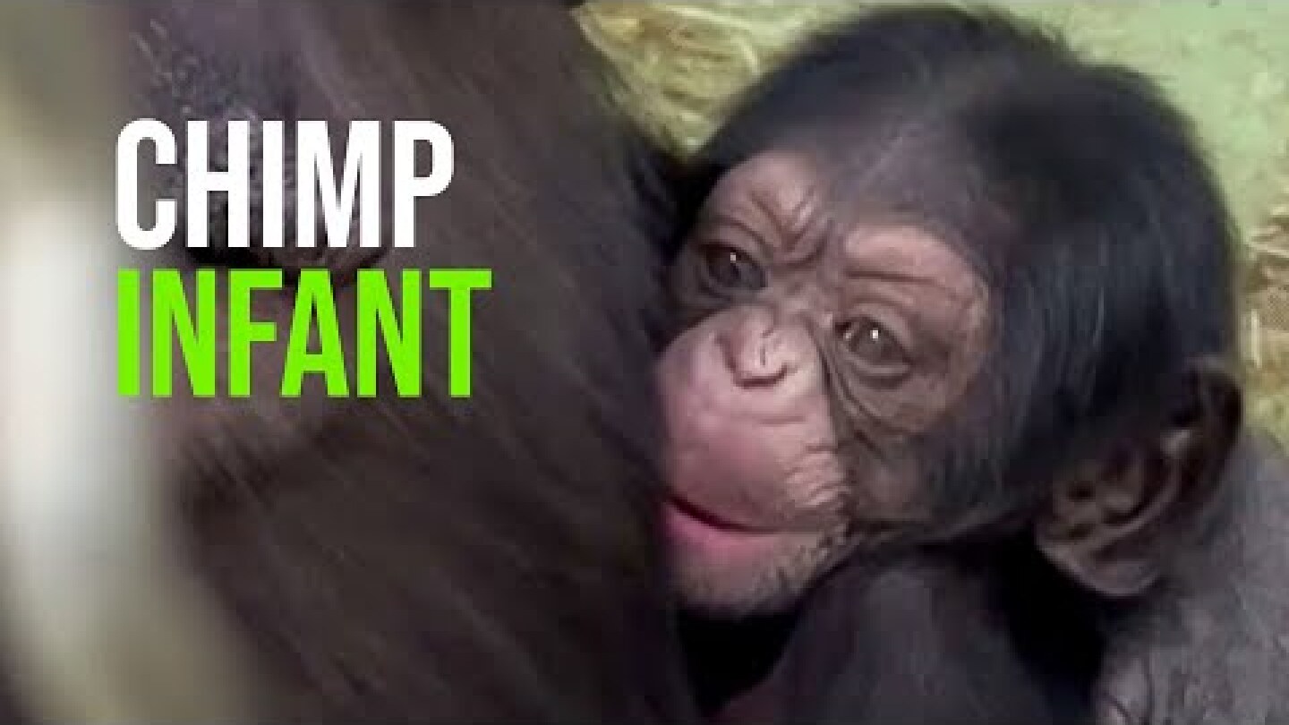 BIOPARC Valencia Announces the Joyful Birth of a Chimpanzee