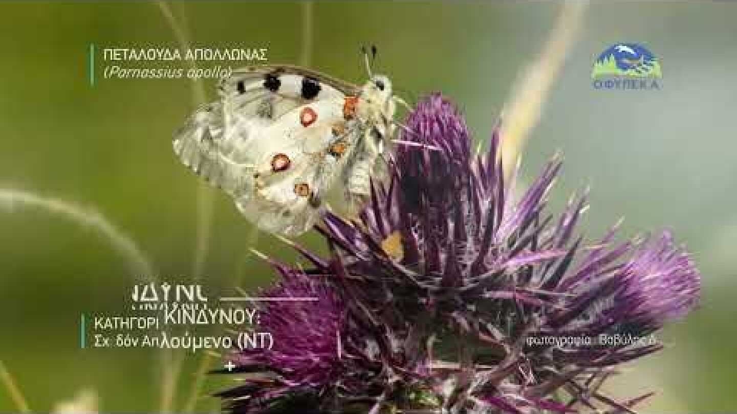 Πεταλούδα Απόλλωνας (Parnassius apollo)