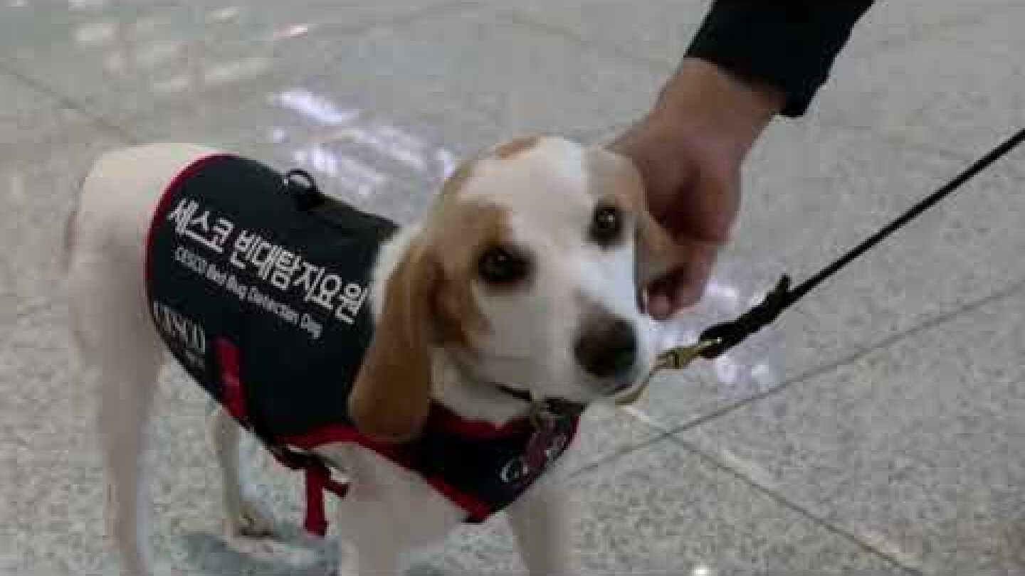 South Korea’s sniffer dog hunts bedbugs post-Paris Games | REUTERS