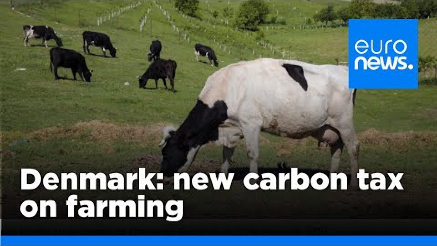 Danish livestock farmers to be taxed for cow and pig-made greenhouse gases | euronews 🇬🇧