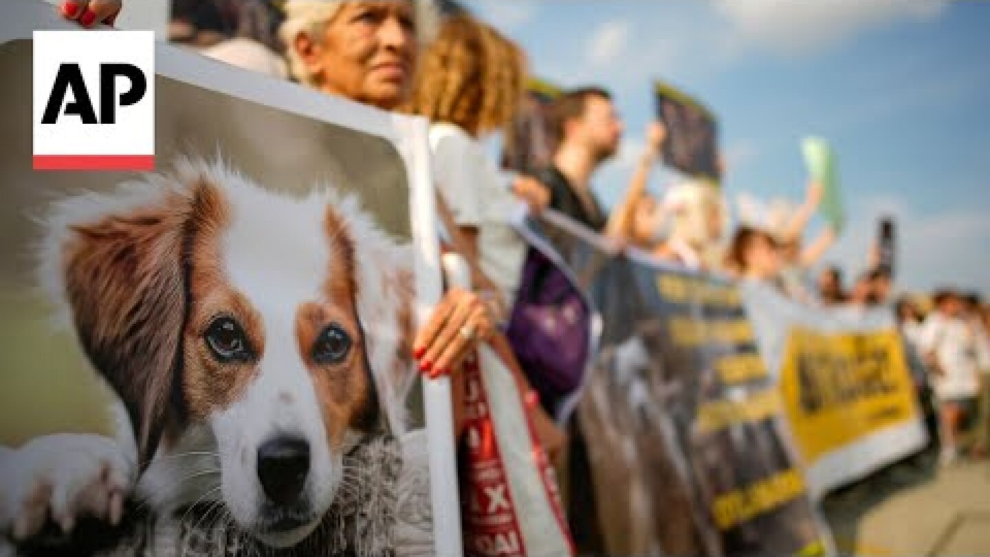 Thousands protest against controversial law to remove stray dogs in Turkey