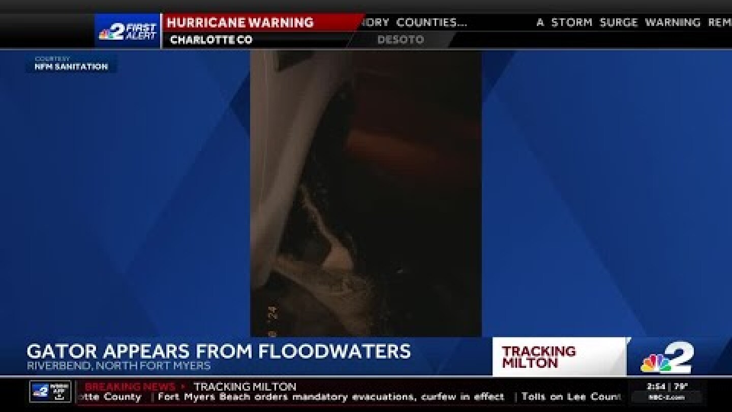 Gator appears from floodwaters after Hurricane Milton