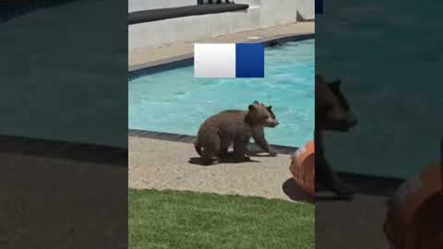 Mother bear takes dip in backyard pool