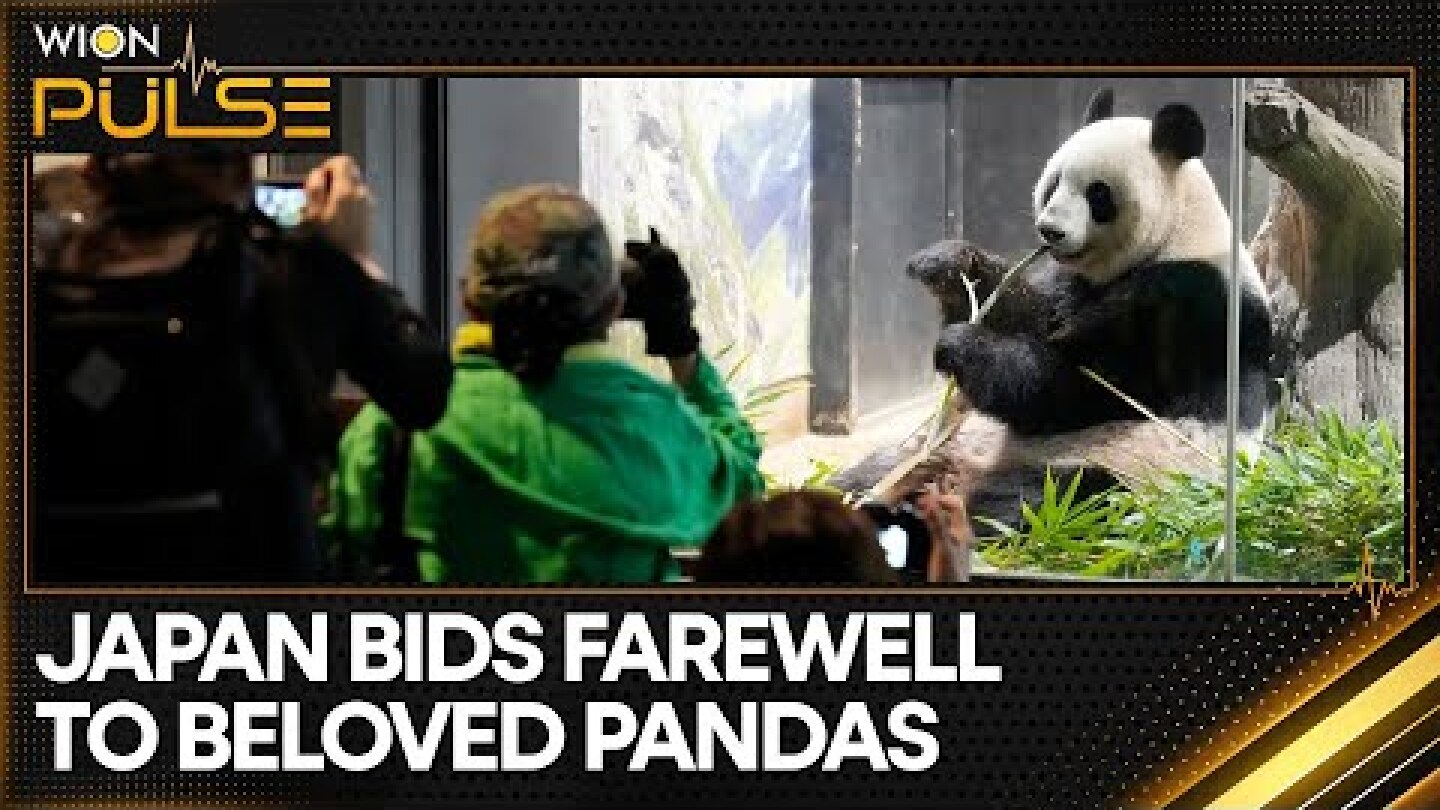 Japan bids farewell to panda pair before their return to China | Latest News | WION