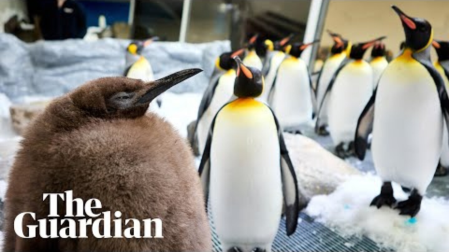 Pesto the penguin: 22.5kg chick in Melbourne aquarium set to shed weight after going viral