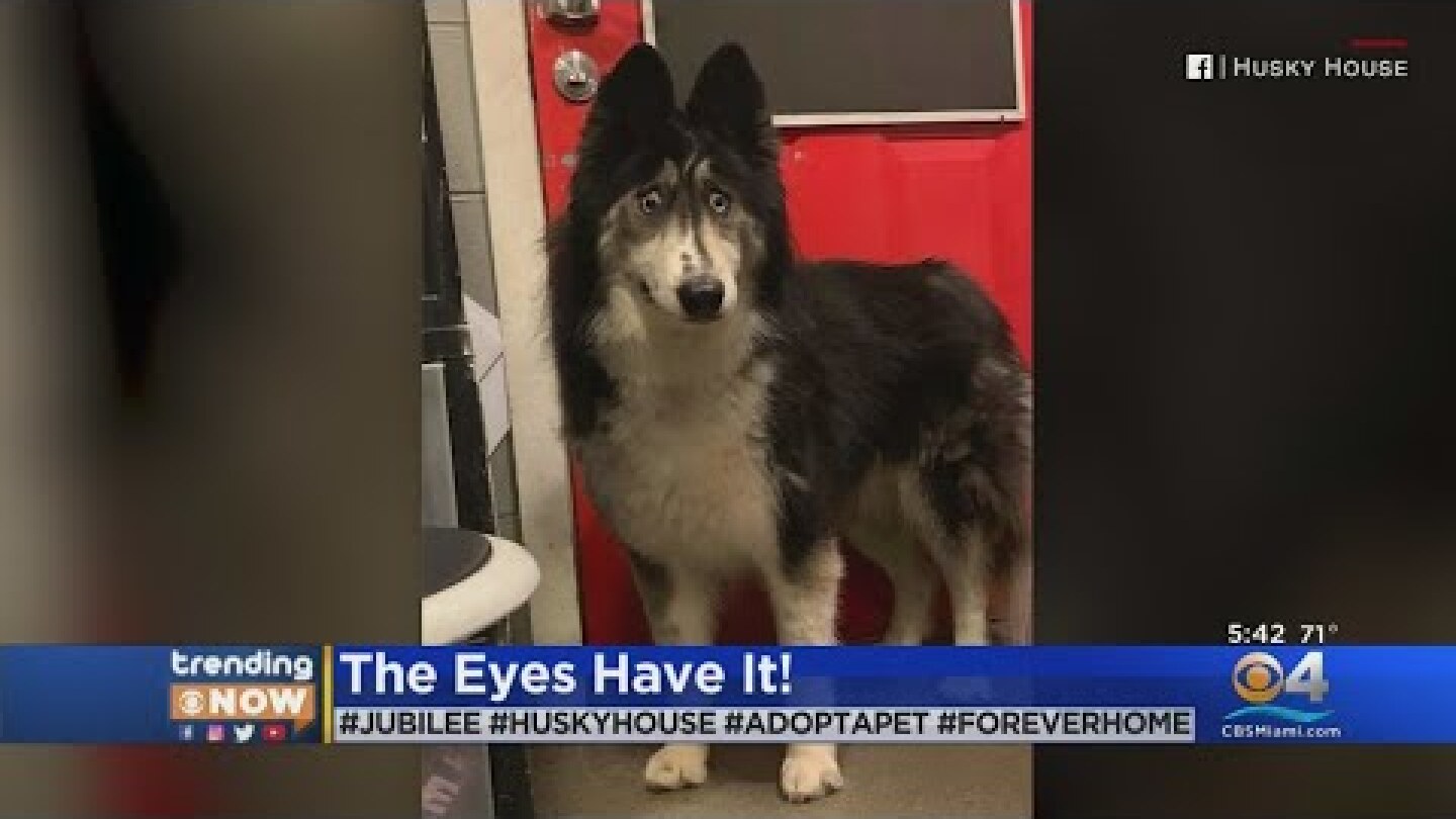Trending Now: Husky With Eye Deformity Finds Forever Home