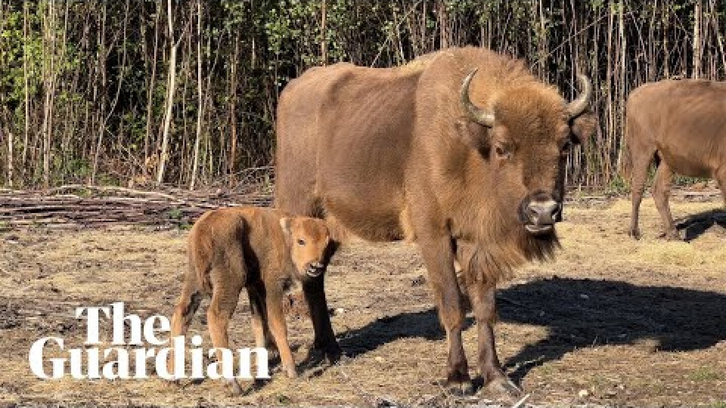 First wild bison born in the UK for thousands of years