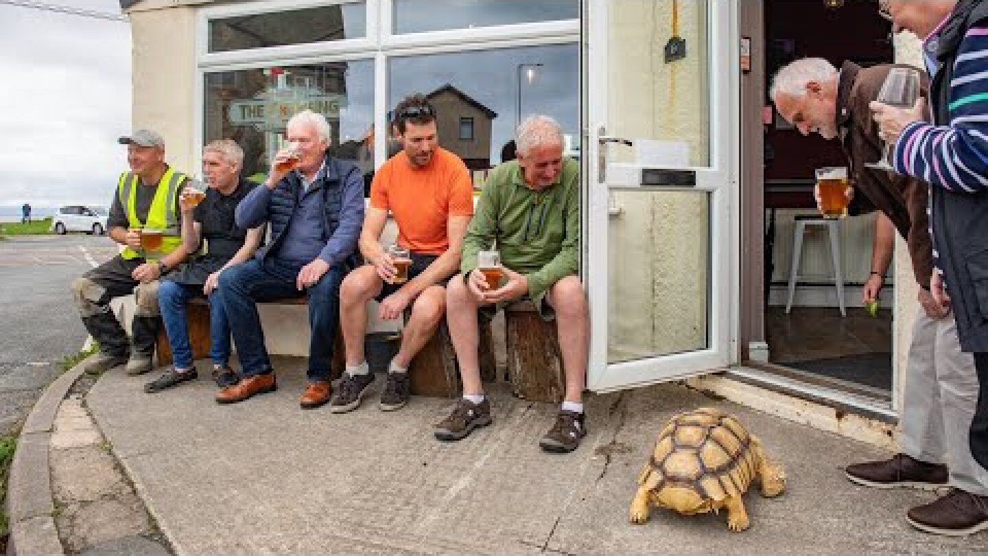 Grandmother says her tortoise stops traffic when people see her take him to pub | SWNS