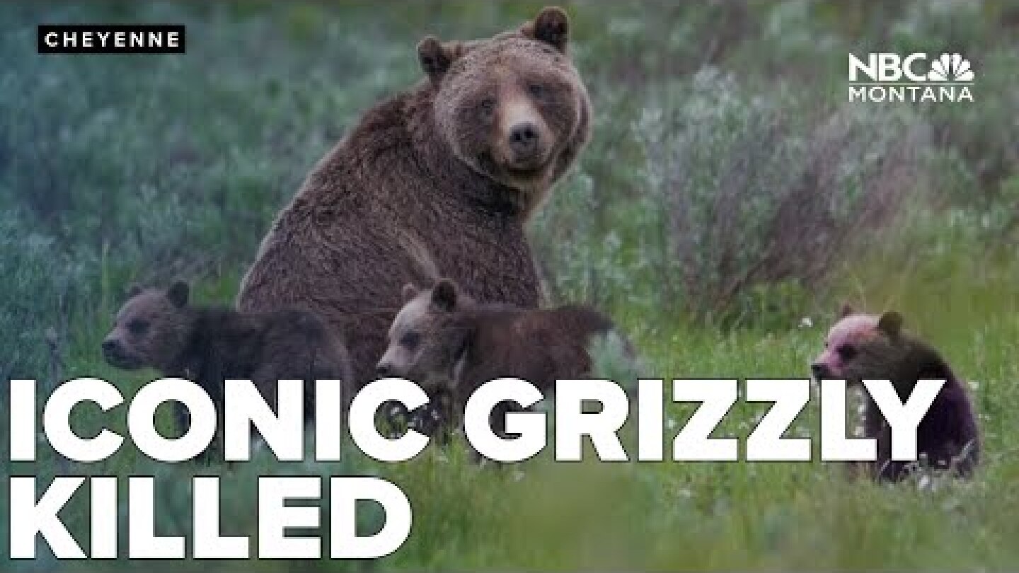 Iconic Grizzly Bear 399 killed by vehicle in Wyoming