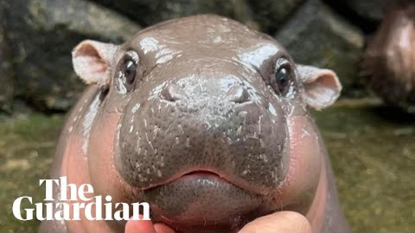 Moo-Deng: the two-month-old baby pygmy hippo becoming an online giant