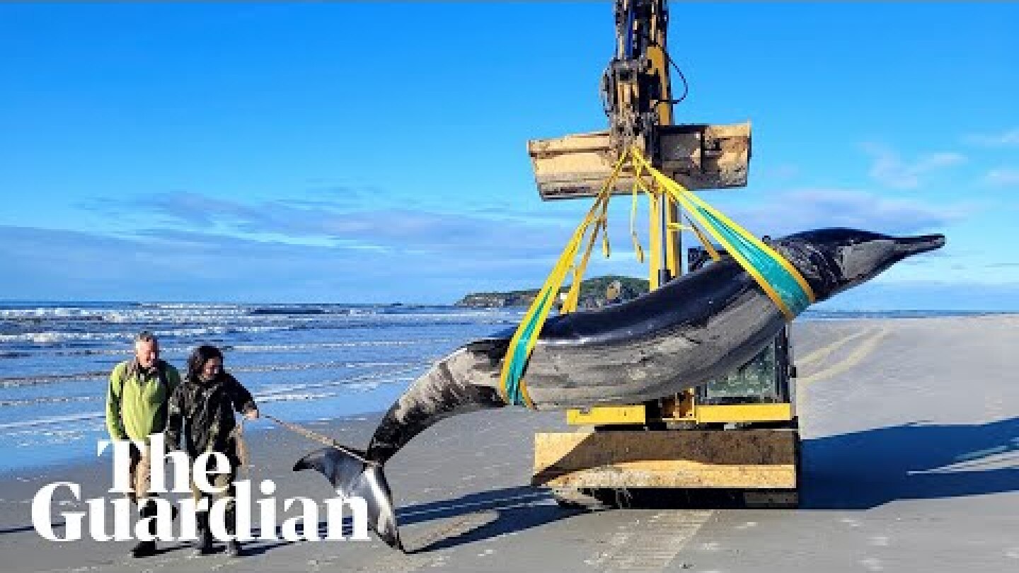 The world’s rarest whale may have washed up on a New Zealand beach