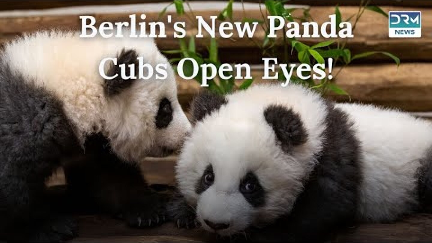 Panda Cubs Open Their Eyes for the First Time at Berlin Zoo | TSC | AO1G