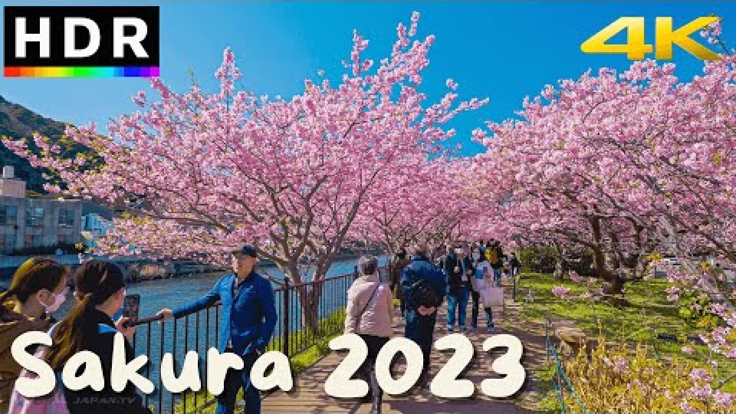 Japan Cherry Blossoms 2023 - Best Early Sakura near Tokyo - 4K HDR - 3 hours