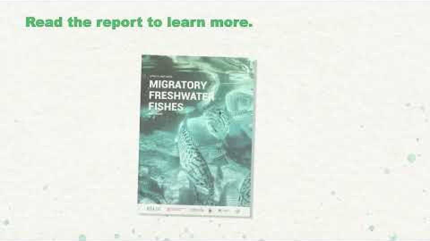 New Report: 2024 update on the Living Planet Index for Migratory Freshwater Fishes