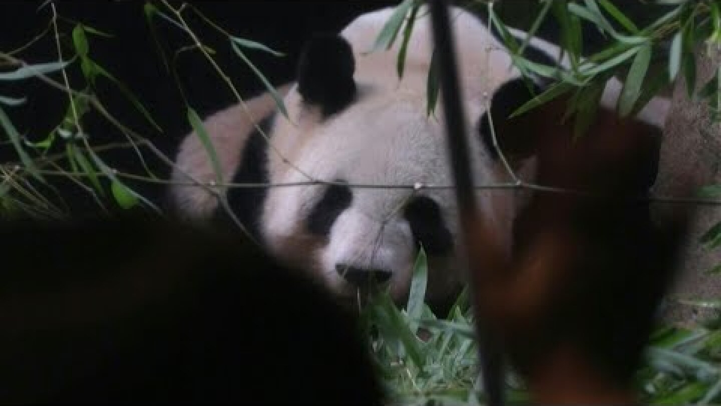 Thousands bid farewell to Tokyo zoo pandas before return to China | AFP