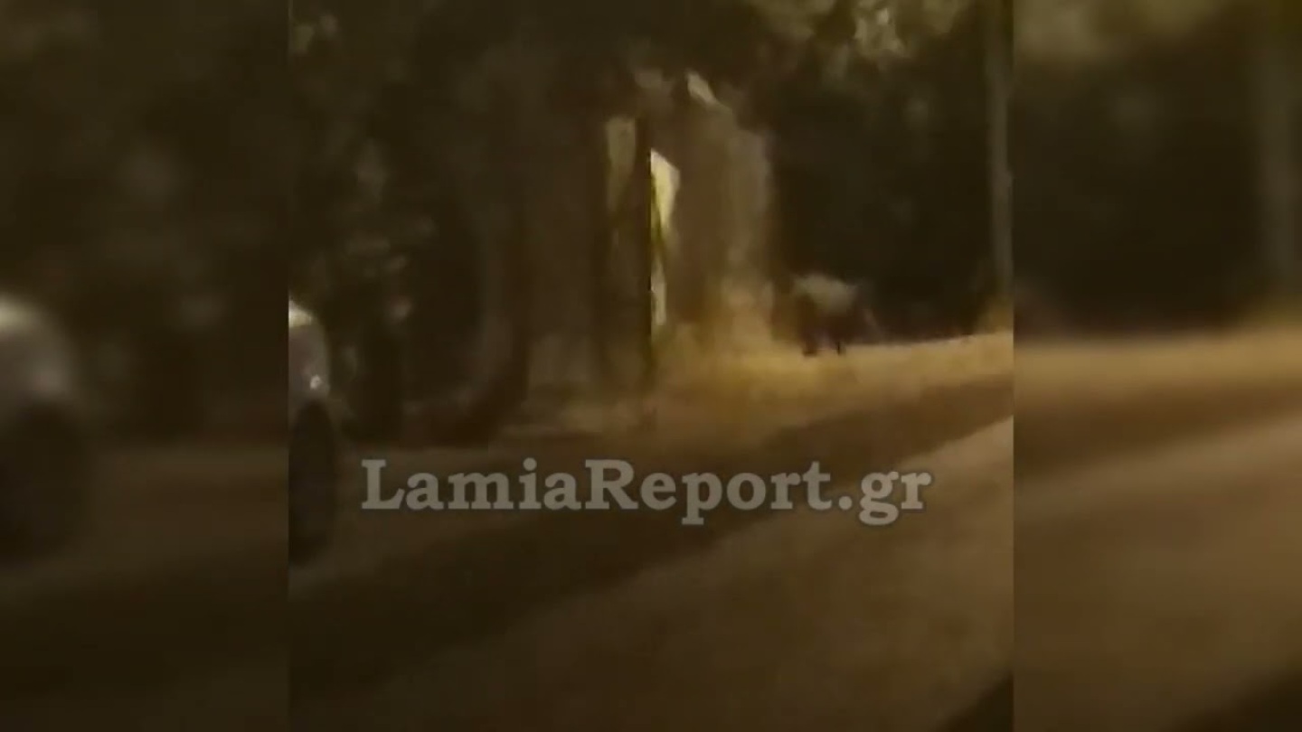 LamiaReport.gr: Αγριογούρουνα βολτάρουν στην περιοχή των Ανθέων