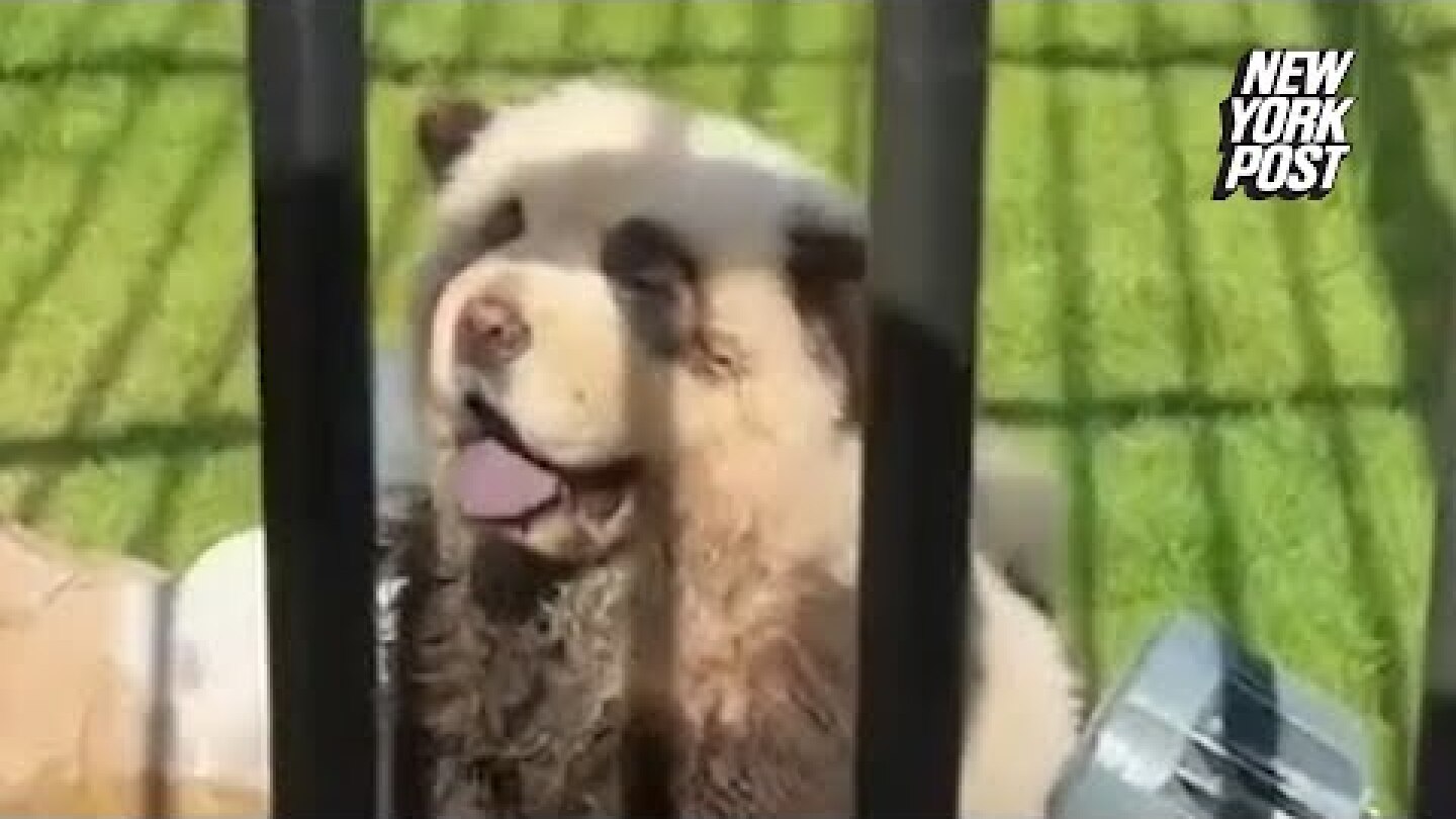 Chinese zoo admits its ‘pandas’ are just painted dogs