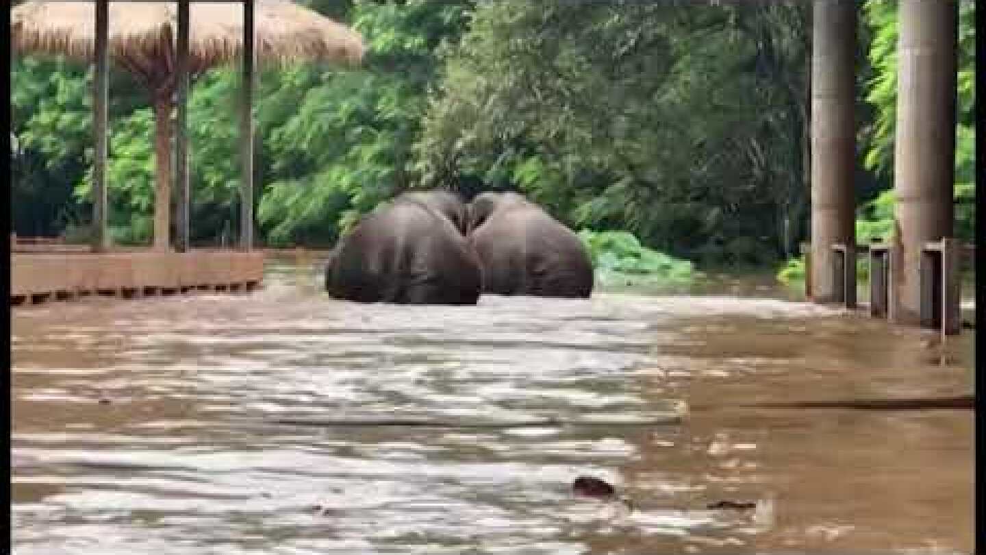 Elephants in Thailand rescued from flash flooding