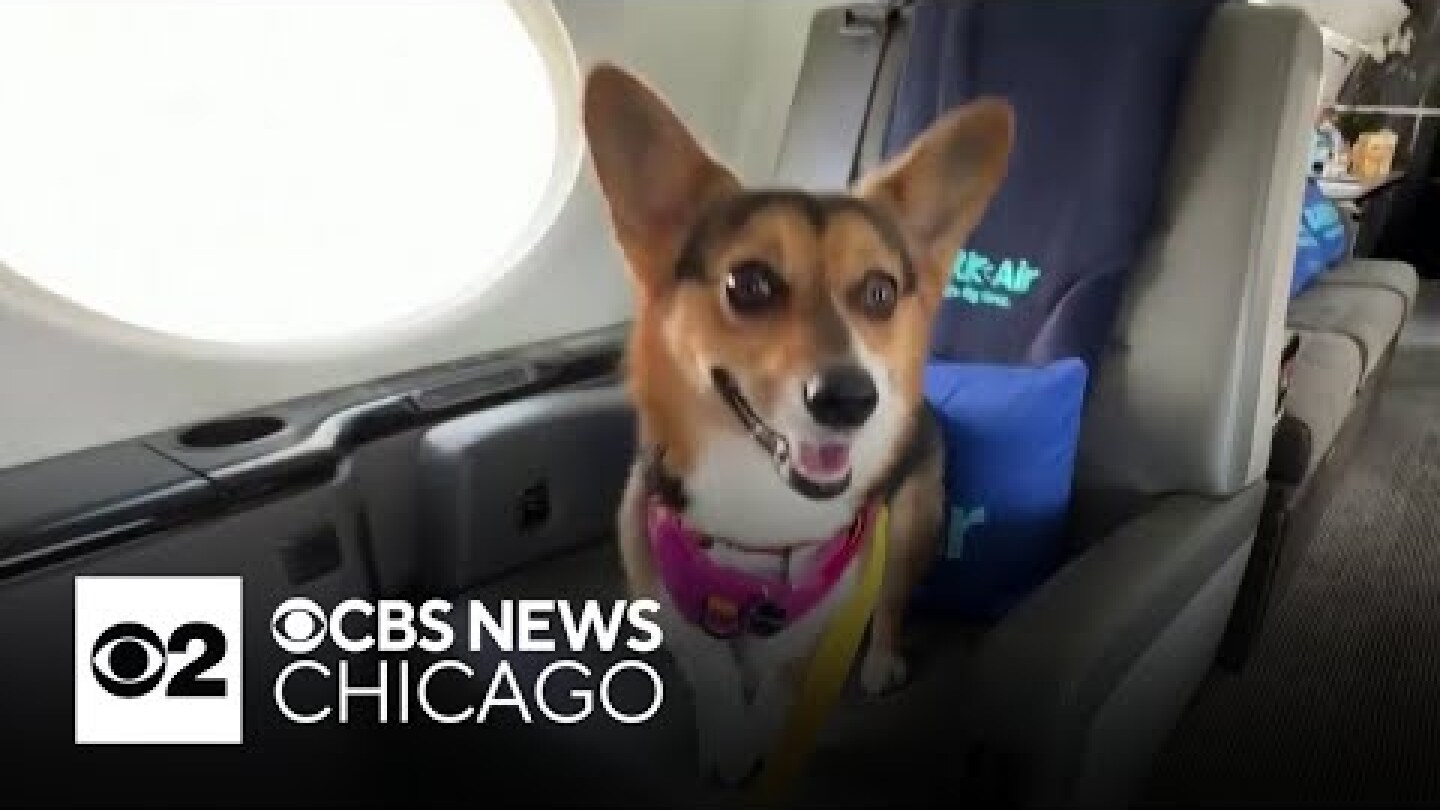 Bark Air, a new airline for dogs, set to take its first flight