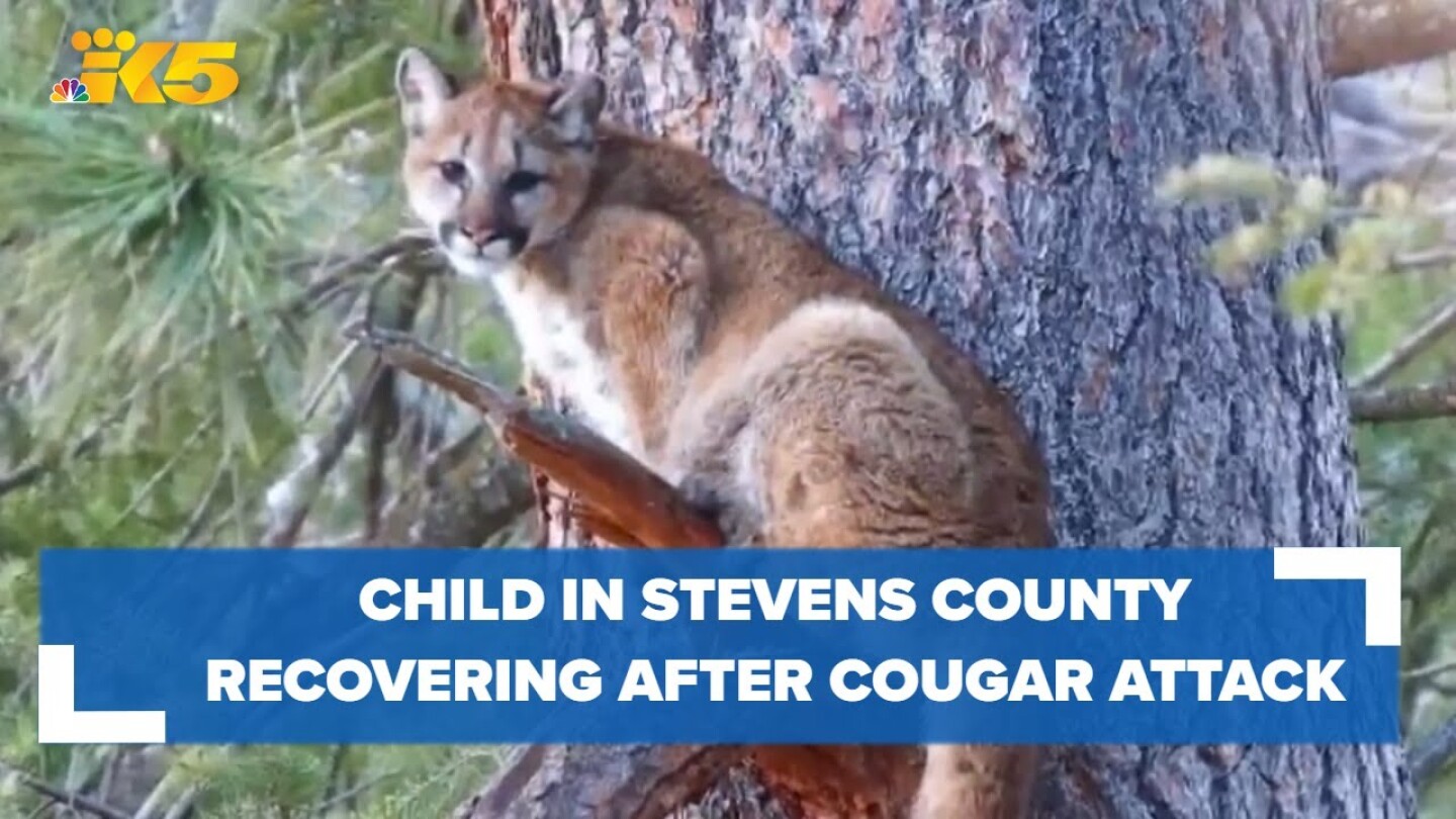 Child in Stevens County recovering after cougar attack