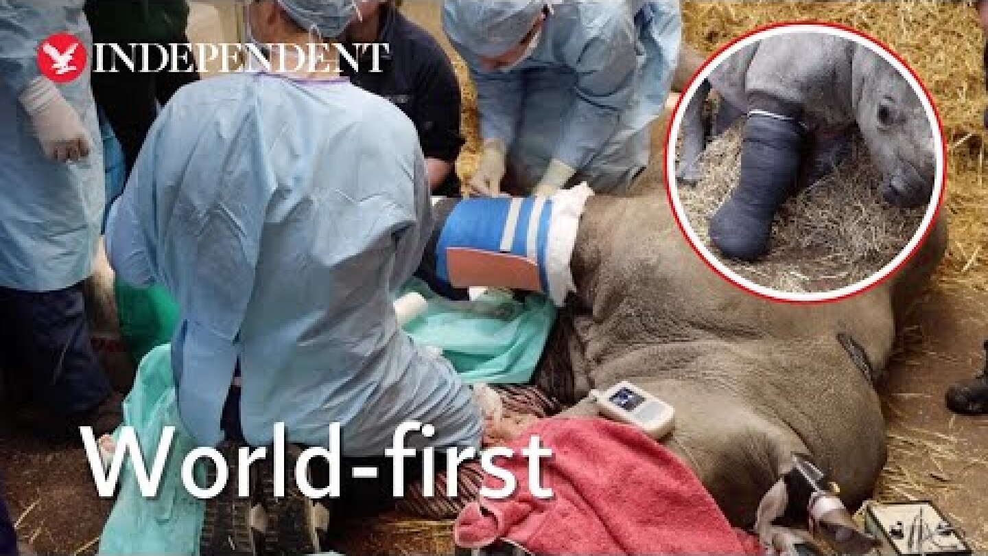 Baby rhino sports cast as vets mend broken leg in world-first