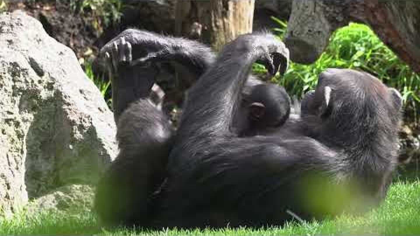 Muere una de las dos crías de chimpancé de BIOPARC Valencia (febrero 2024)