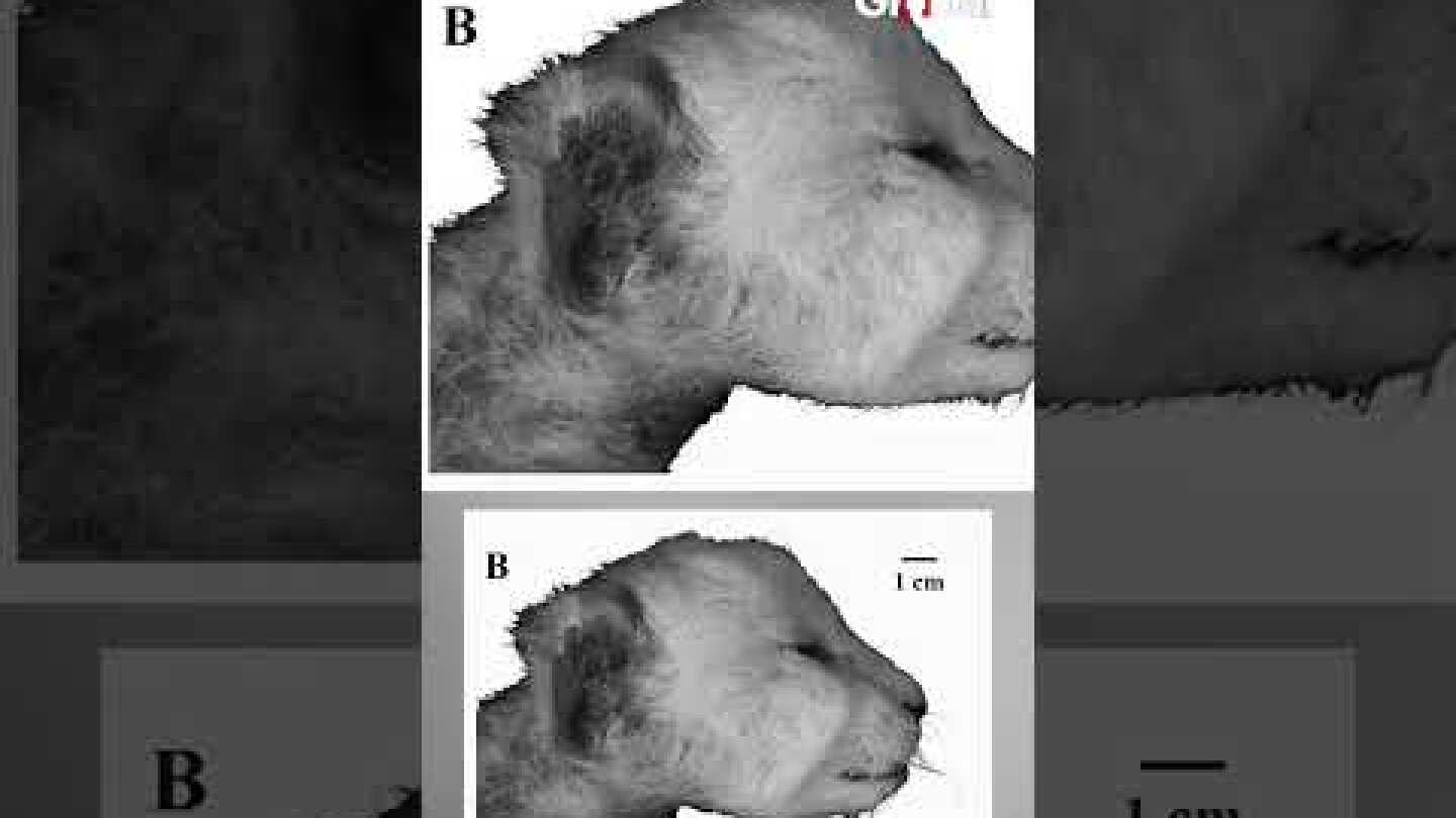 37,000 Year Old Preserved Remains Of Saber-toothed Kitten Discovered In Russia | India Today Global