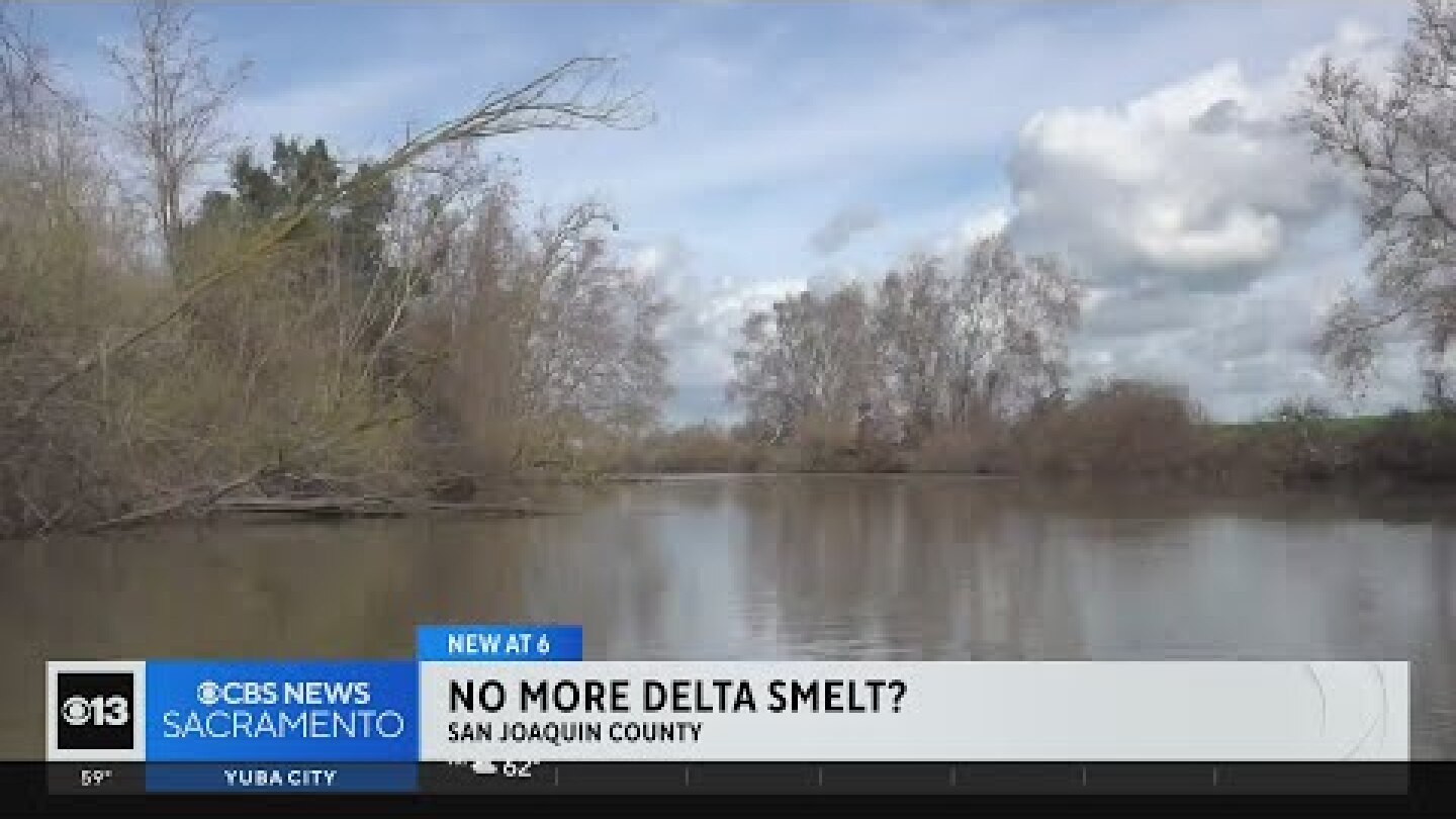 No Delta smelt found for sixth consecutive year