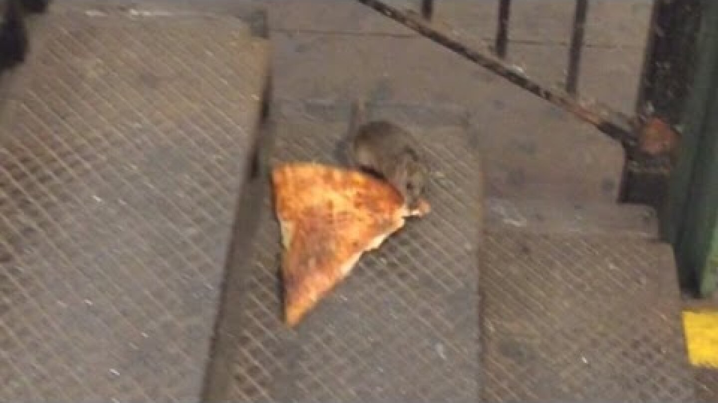 Comedian Describes Moment He Saw Rat Carrying Pizza