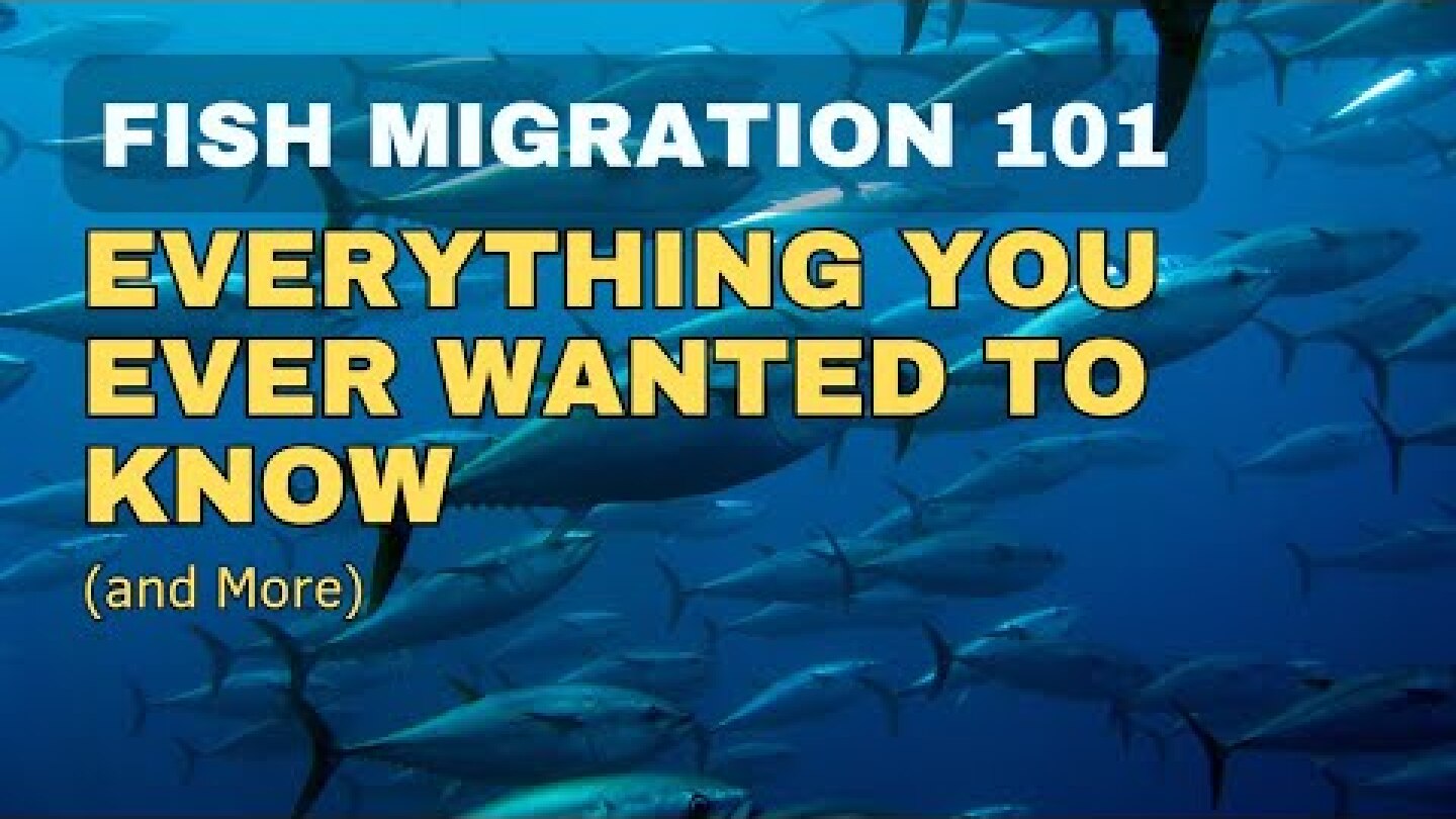 Fish Migration: Everything You Ever Wanted to Know (and More)
