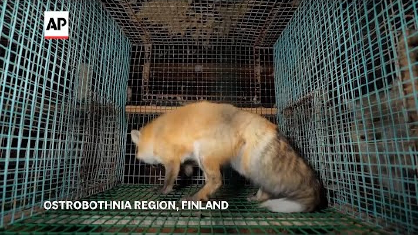 Activists release 'undercover' images of foxes at Finnish fur farms to push for EU ban of trade