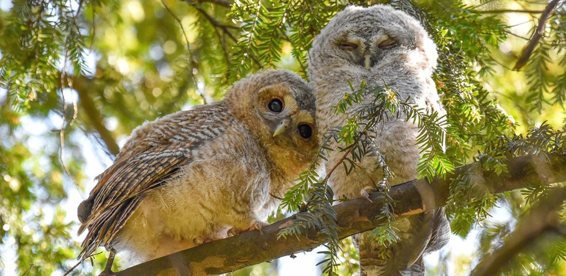 Wildlife Photographer of the Year: Τα καλύτερα κλικ του 2024 