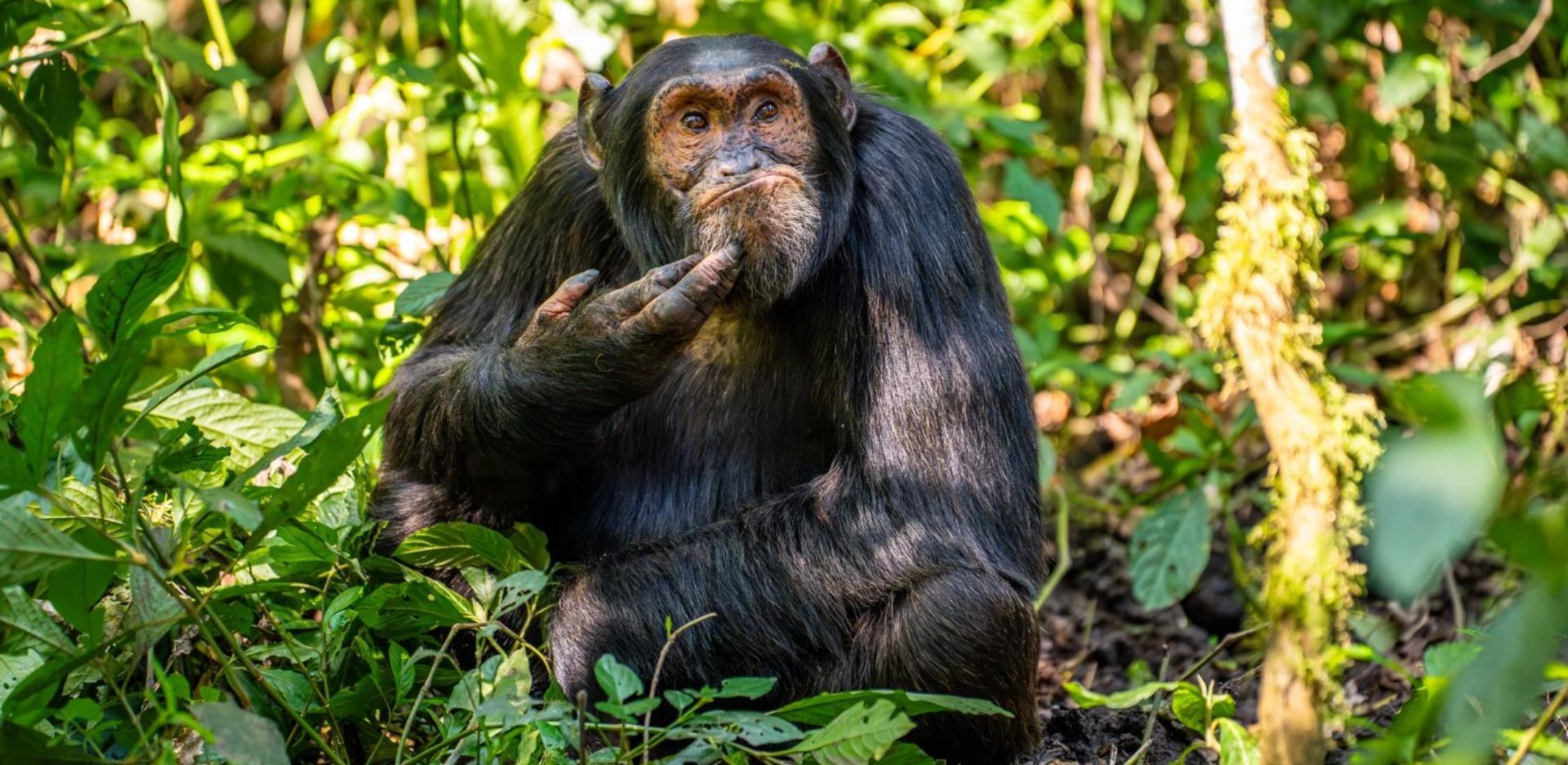 Comedy wildlife photography awards 2024: Οι καλύτερες εικόνες