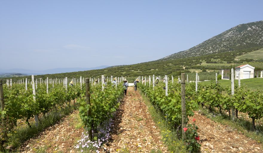 Τα αμπέλια του Κτήματος Βιβλία Χώρα